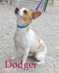 Jack Russell Terrier Dogs for adoption in Stover, MO, USA