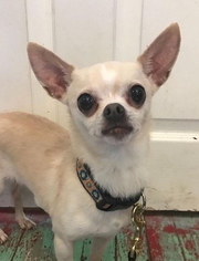 Chihuahua Dogs for adoption in Matawan, NJ, USA