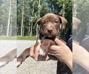 American Pit Bull Terrier-Unknown Mix Dogs for adoption in Holly Springs, NC, USA