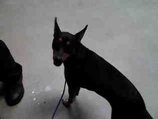 Miniature Pinscher Dogs for adoption in Fayetteville, NC, USA