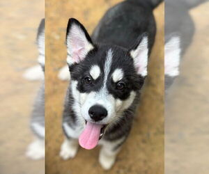 Medium Photo #2 Siberian Husky Puppy For Sale in Matawan, NJ, USA