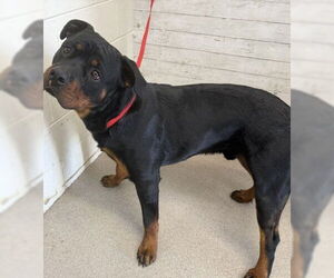 Rottweiler Dogs for adoption in San Bernardino, CA, USA