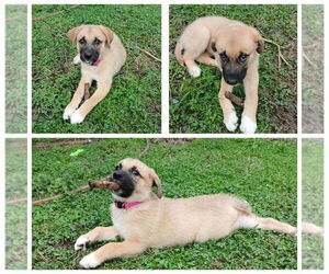 American Pit Bull Terrier-German Shepherd Dog Mix Dogs for adoption in Evansville, IN, USA