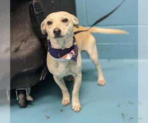 Chihuahua Dogs for adoption in San Antonio, TX, USA