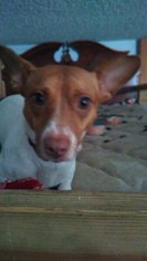 Jack-Rat Terrier Dogs for adoption in Moorpark, CA, USA