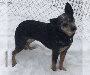 Mutt Dogs for adoption in Silver Spring, MD, USA