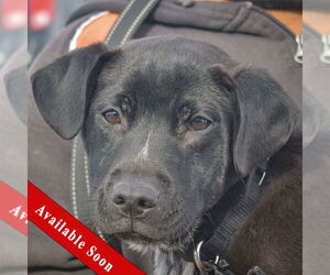 Border Collie-Unknown Mix Dogs for adoption in Huntley, IL, USA