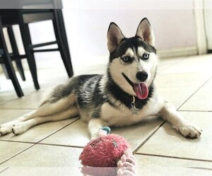 Siberian Husky-Unknown Mix Dogs for adoption in Carrollton, TX, USA