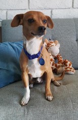 Chiweenie Dogs for adoption in Tempe, AZ, USA