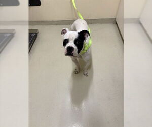 Boxer-Unknown Mix Dogs for adoption in Fremont, CA, USA