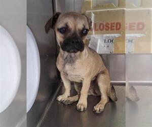 Frenchie Pug Dogs for adoption in Chula Vista, CA, USA
