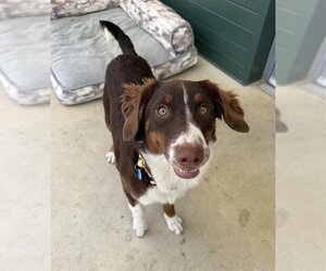 Australian Shepherd Dogs for adoption in Waterford, VA, USA