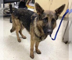 German Shepherd Dog Dogs for adoption in Riverside, CA, USA