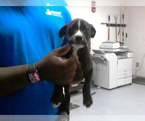 American Pit Bull Terrier-Labrador Retriever Mix Dogs for adoption in Fayetteville, NC, USA