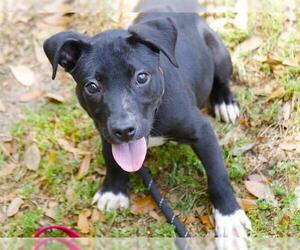 Labrador Retriever-Unknown Mix Dogs for adoption in Tallahassee, FL, USA