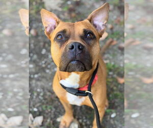 Boxer-Unknown Mix Dogs for adoption in Woodland, CA, USA