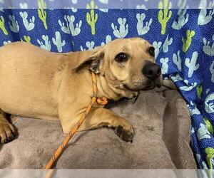 Chihuahua-Unknown Mix Dogs for adoption in Modesto, CA, USA