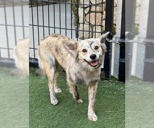 Mutt Dogs for adoption in Sacramento, CA, USA