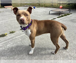 Mutt Dogs for adoption in McKinleyville, CA, USA