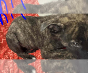 Holland Shepherd-Unknown Mix Dogs for adoption in Imlay City, MI, USA