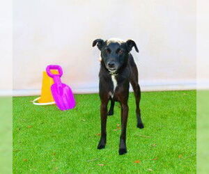 Mutt Dogs for adoption in Sanford, FL, USA