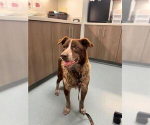 Mutt Dogs for adoption in Baytown, TX, USA