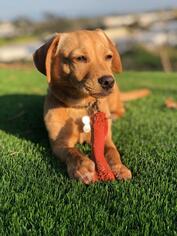 Doxle Dogs for adoption in San Diego, CA, USA