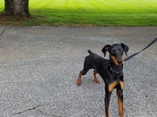 Doberman Pinscher Dogs for adoption in Middletown, MD, USA