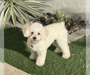 Poodle (Toy)-Unknown Mix Dogs for adoption in Phoenix, AZ, USA