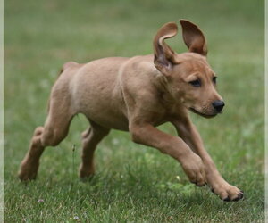 Labrador Retriever-Unknown Mix Dogs for adoption in Mechanicsburg, PA, USA