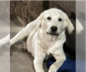 Golden Pyrenees Dogs for adoption in Maple Grove, MN, USA