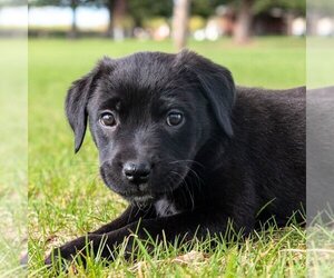 Sheprador Dogs for adoption in Laramie, WY, USA