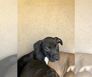 American Pit Bull Terrier-Unknown Mix Dogs for adoption in Oklahoma City, OK, USA