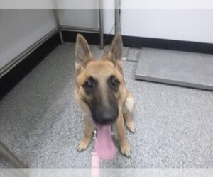 German Shepherd Dog-Unknown Mix Dogs for adoption in Henderson, NV, USA