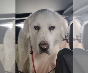Great Pyrenees Dogs for adoption in Spring, TX, USA