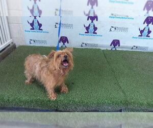 Mutt Dogs for adoption in Orlando, FL, USA