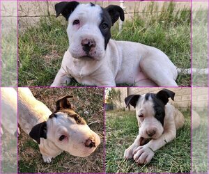 American Pit Bull Terrier-Chinese Shar-Pei Mix Dogs for adoption in Tucson, AZ, USA