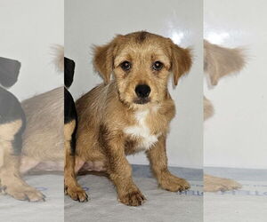 Medium Photo #4 Chihuahua-Unknown Mix Puppy For Sale in Rockaway, NJ, USA