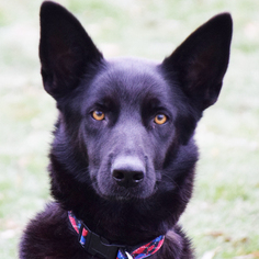 German Shepherd Dog Dogs for adoption in Huntley, IL, USA