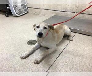 Labrador Retriever-Unknown Mix Dogs for adoption in Riverside, CA, USA