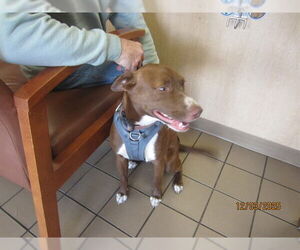 American Pit Bull Terrier-Unknown Mix Dogs for adoption in Ocala, FL, USA