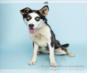 Siberian Husky-Unknown Mix Dogs for adoption in Corona, CA, USA
