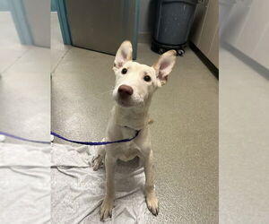 German Shepherd Dog-Unknown Mix Dogs for adoption in Las Vegas, NV, USA