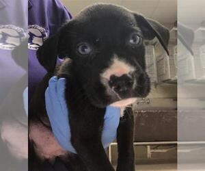 American Pit Bull Terrier-Unknown Mix Dogs for adoption in Conroe, TX, USA