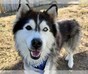 Medium Photo #1 Siberian Husky Puppy For Sale in Pueblo, CO, USA