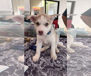 Medium Photo #1 - Mix Puppy For Sale in Holly Springs, NC, USA