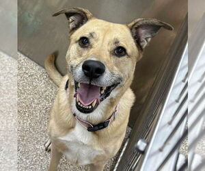 Mutt Dogs for adoption in Martinsburg, WV, USA