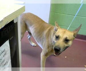 Mutt Dogs for adoption in Murfreesboro, TN, USA