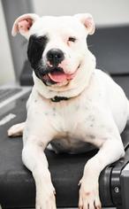 American Bulldog Dogs for adoption in Waterford, VA, USA