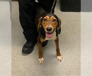 Treeing Walker Coonhound Dogs for adoption in Palmetto, FL, USA